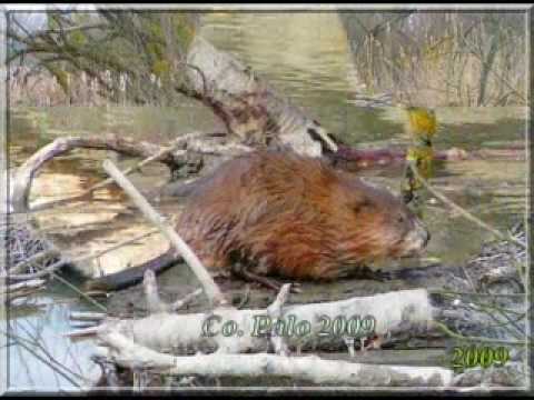 Video Zvierat�