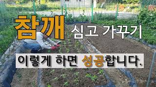 참깨 심고 가꾸기 이렇게 하면 성공합니다. #주말농장 도시 텃밭 참깨 가꾸기.