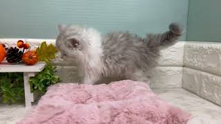 ラガマフィンの動画01