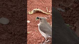 LINDO! Sabiá Poca conseguiu uma amora deliciosa! #pássaros