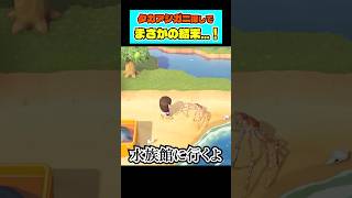 タカアシガニの兄弟を捕まえてしまい…【あつ森】