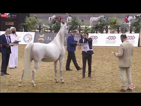 N 388 AG NOBEL ALEXIA   23rd Qatar National Arabian Horse Show   Mares 7 10 Years Old Class 10