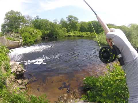 FLY FISHING RAINBOW TROUT CONNETQUOT