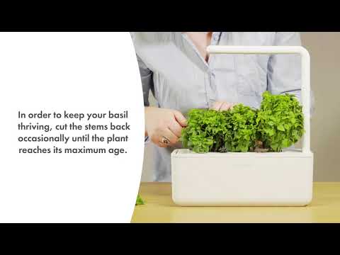 Click and Grow 3 vnt. papildymas - nykštukinio baziliko sėklos (Dwarf basil) video