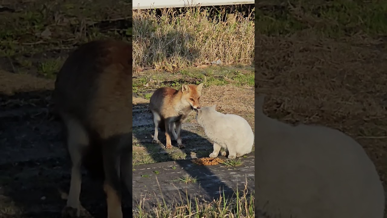 キツネ#野良猫保護、救助#捨て猫#Stray cat rescue and protection #abandoned cats