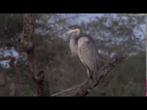 March 12, 2017- Sunrise Drive- Black Headed Heron with James Hendry