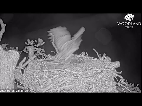 A second Tawny Owl strike on poor Dorcha the Loch Arkaig Osprey tonight 8 May 2022 (slo-mo)