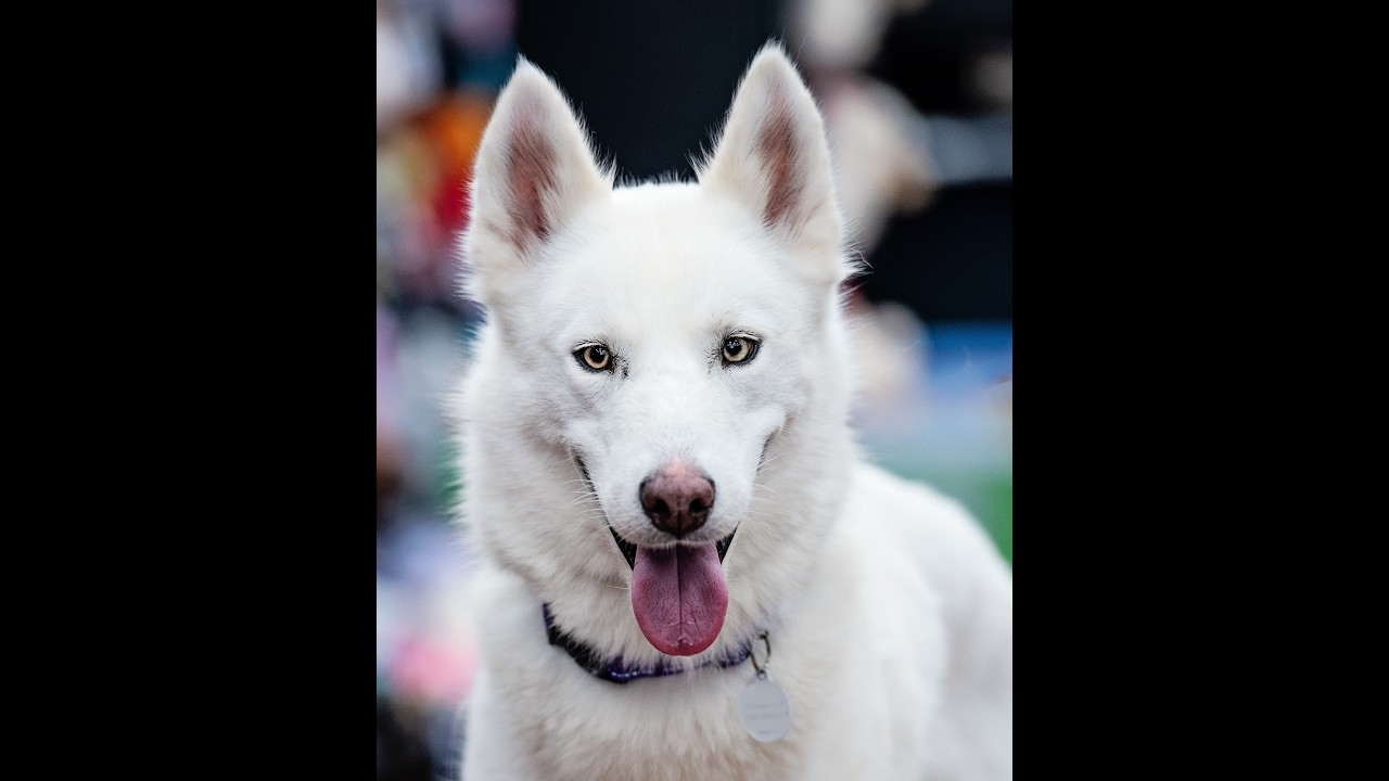Enlarge Fiona, a Adopted mixed breed in Torrance, CA video 2/6
