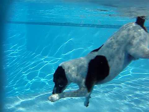 Jack Russell Terrier Reef Dive 2