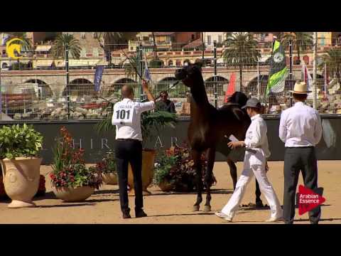 N.101 MANSOUR AM - MENTON 2017 - Colts 2 years old (Class 7)