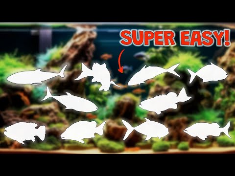 Best & Worst Fish for Beginners (EASY STARTER FISH)