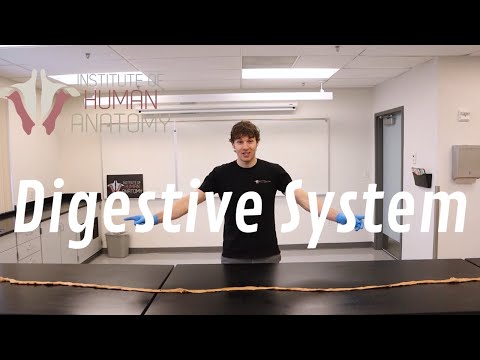 Anatomy of the Digestive System