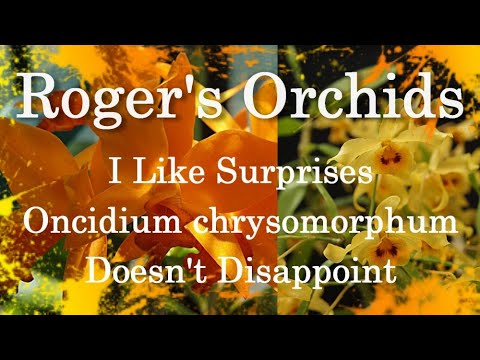 I Like Surprises - Oncidium chrysomorphum Doesn't Disappoint