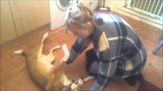 Meet Pipa, The Romanian Rescue Dog, Barnstaple, North Devon, UK, Jan 2016