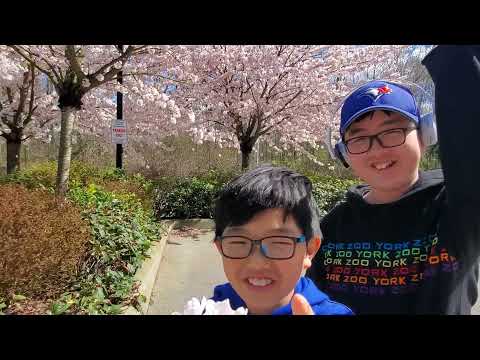 Cherry blossoms 2021.04.11