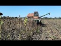 Комбайн НИВА СК-5М-1 уборка урожая семечки 