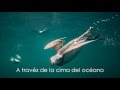 Grouper - Fishing Bird (Empty Gutted In The Evening Breeze) subtitulado al español