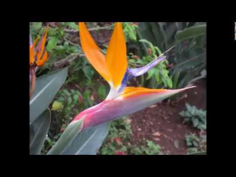 New Dawn by Veeresh and the Humaniversity Sound