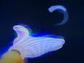 Opening To Pete S Dragon 1991 Vhs Version 1 Vertical Sticker Label Copy