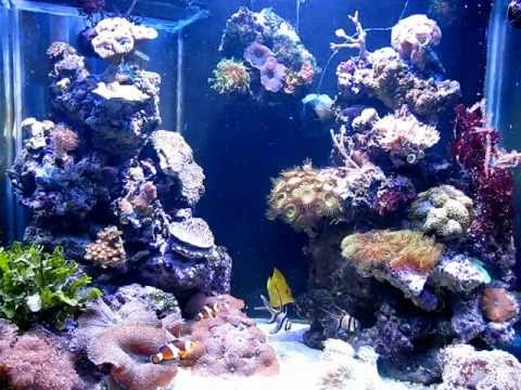 Vandals reef, 111103