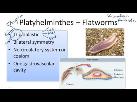 Platyhelminthes általános jellemzők