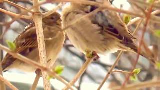 Chet Atkins , Snowbird 1978