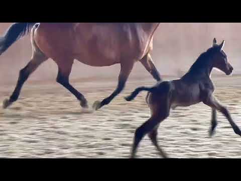 20.05.24  Stutfohlen von Comme Il Faut