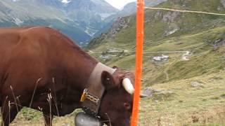 preview picture of video 'Cow / Vache race Herens - Les Esserts / Hérémence -Val d'Herens-Valais - Switzerland 14.09.2013'