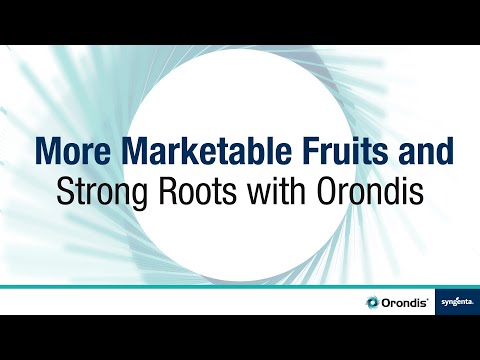 More Marketable Fruits and Strong Roots with Orondis