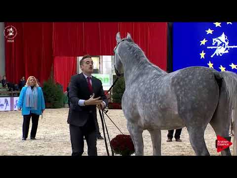 N.163 ULIAZ - Lier 2018 - 4-5 Years Old Stallions (Class 11)
