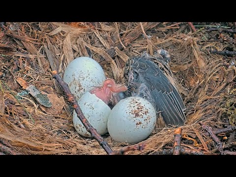 First Glimpse of Hatching Chick "O1" at #CornellHawks Nest! — May 3, 2025
