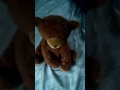 Teddy Bear Toy