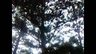 preview picture of video 'El Pino, árbol nacional de Honduras. Bosques de Zambrano.'