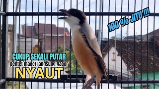 Download lagu burung cendet gacor ISIAN AMPUH untuk PANCINGAN CENDET AGAR BUNYI bikin BURUNG PENTET GACOR SEKETIKA mp3