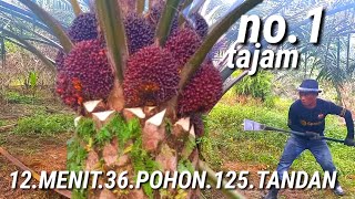 Download lagu The fastest palm oil harvest in 12 minutes, 36 trees, 125 superior palm bunches, super steady mp3