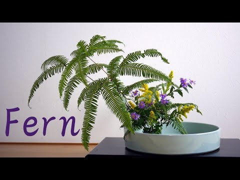 園芸 草とシダ