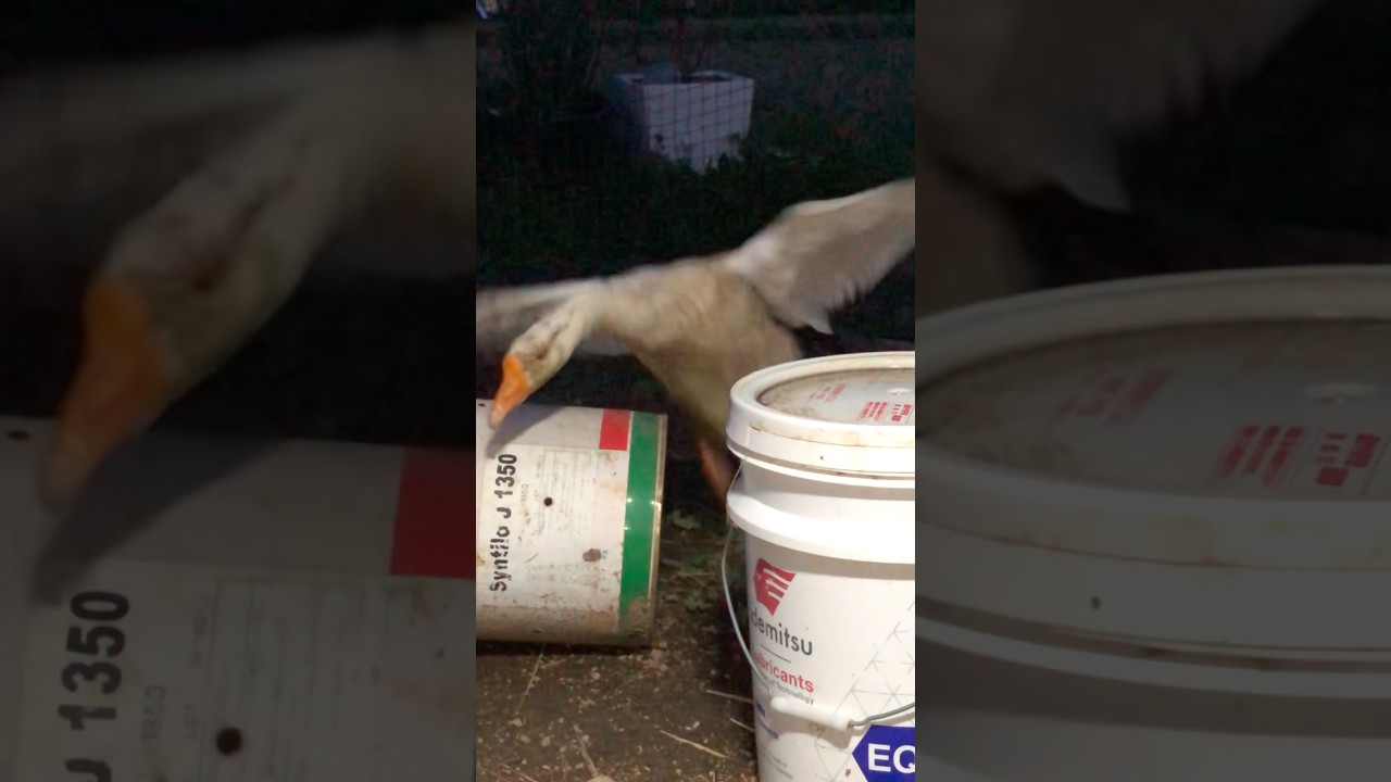 Goose so cute pet #nostalgia #music #duck #gachua #funny #miradacanina #mypetdn #goose #cute #birds