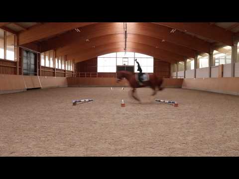 Pferde mit Stangenarbeit clever trainieren - Teil 3