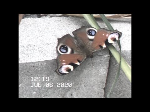 Nie Ma Fal / Dawid Podsiadło / Julia Rzepka / cover