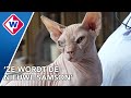 Naaktkat Wilma gaat schitteren in Belgische serie Nonkels
