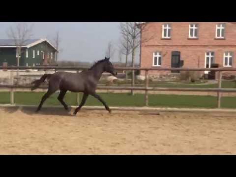 2j. Hengst v. Quiwi Dream - Cassini I - Romino zu verkaufen/ for sale