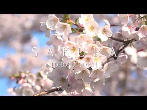青森県東北町・小川原湖畔の桜