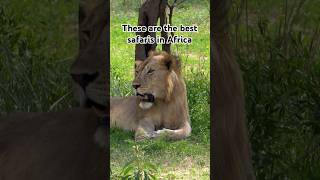 the BEST Safaris in Africa: watch our FULL video! 👆🏼 #africasafari #tanzania #namibia #southafrica
