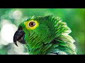 4k Nature 4k Ultra HD 4k Animals 4k Landscape 4k Peaceful Nature 4k Relaxation 4k 4k Latest
