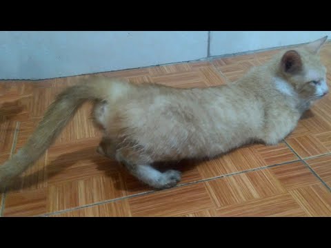 Female Cat In Heat Meowing To Male