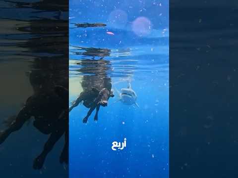 4 حيوانات بتخلي القرش يبان جبان! 🦈