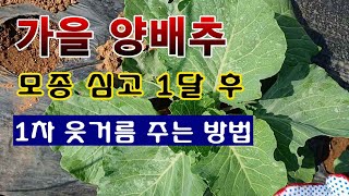 [텃밭농부 1,680]  가을 양배추에 1차 웃거름 주는 방법. #양배추재배