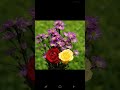 Puthiya Poovithu Poothathu WhatsApp Status Tamil