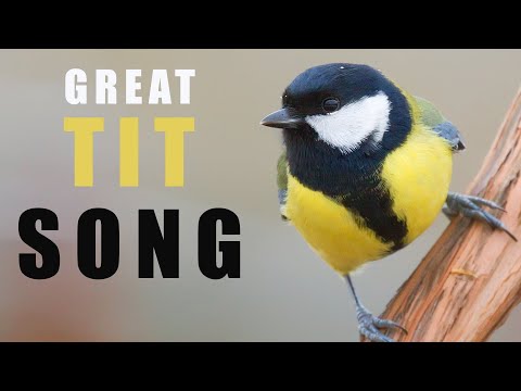 GREAT TIT bird call and song in spring