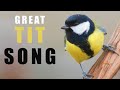 Bird Sounds GREAT TIT Singing